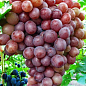 Виноград "Сиреневый туман" (ранний срок созревания, грозди красивые, крупные могут достигать до 2,5 кг)