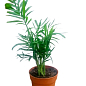 Хамедорея Изящная (Chamaedorea) "Elegans"