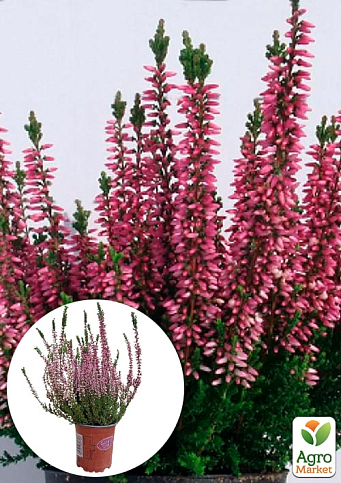 Верес звичайний "Meike"