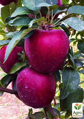 Яблоня "Старкрымсон" (зимний сорт, поздний срок созревания) - фото 4