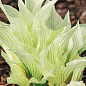 Хоста "White Feather" 