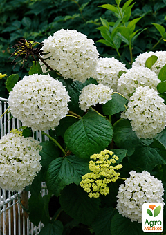 LMTD Гортензия macrophylla "Schneeball" 5-и летняя (высота 45-75см)1