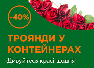 Троянди у контейнерах -40%