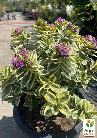 LMTD Хебе "Variegata" висота 20-25см