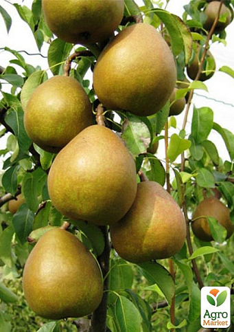 Груша "Анжелис" (зимний сорт, поздний срок созревания)