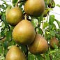 Груша "Анжелис" (зимний сорт, поздний срок созревания)