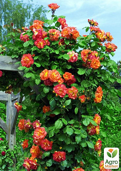 Роза плетистая "Оранжевое солнышко" (саженец класса АА+) высший сорт1