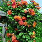 Роза плетистая "Оранжевое солнышко" (саженец класса АА+) высший сорт