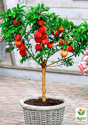 Персик колоновидний "Медовий"