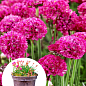 Армерія малинова "Bees Ruby" (вазон С1,5)