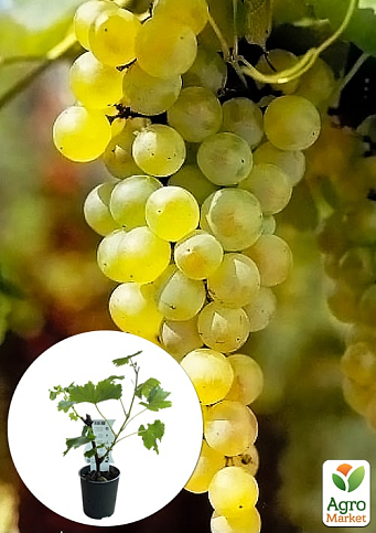 LMTD Виноград ранний "Vroege van der Laan" (сортовой, укорененный)