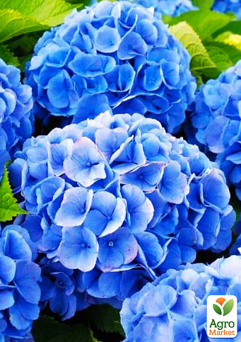 Эксклюзив! Гортензия крупнолистная насыщенно-синяя "Космическое притяжение" (Cosmic attraction) (премиальный, болезнеустойчивый, морозостойкий сорт)