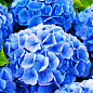 Эксклюзив! Гортензия крупнолистная насыщенно-синяя "Космическое притяжение" (Cosmic attraction) (премиальный, болезнеустойчивый, морозостойкий сорт)