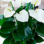 Антуриум (Anthurium) "Bianco" высота 35-45см