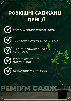 Дейція гібридна "Mont Rose"9