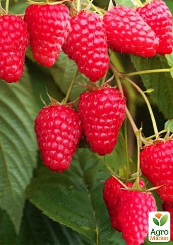 Малина ремонтантна «Маргарита» (великоплідна, рання, транспортабельна сорт) - фото 2