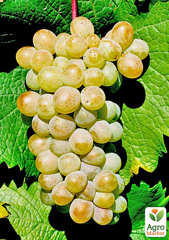 Виноград вегетирующий винный "Ркацители"  - фото 2