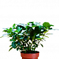 Гардения жасминовидная "Fortune" (Gardenia jasminoides) цена