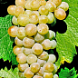Виноград вегетуючий винний "Ркацителі"  купить