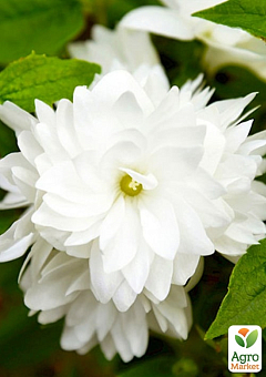 Жасмин гібридний садовий (чубушник) "Bouquet Blanc", С218