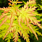 Клен 3-х річний японський пальмолистний «Сейрі» (Acer palmatum Seiryu) S3, висота 60-80см купить