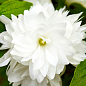 Жасмин гибридный садовый (чубушник) "Bouquet Blanc", С2