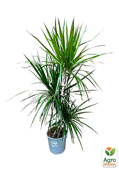 LMTD Драцена "Marginata" (триярусна, висота 130-150см) вазон С58