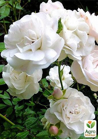 Троянда грунтопокривна "Вайт мейланд" (саджанець класу АА +) вищий сорт NEW - фото 3
