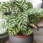 Калатея "Makoyana" высота 35-45см