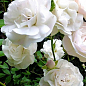 Роза почвопокровная "Вайт мейланд" (саженец класса АА+) высший сорт NEW цена