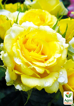 Троянда флорибунда "Golden Border" (саджанець класу АА+) вищий сорт 2