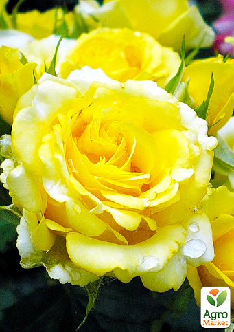 Троянда флорибунда "Golden Border" (саджанець класу АА+) вищий сорт 