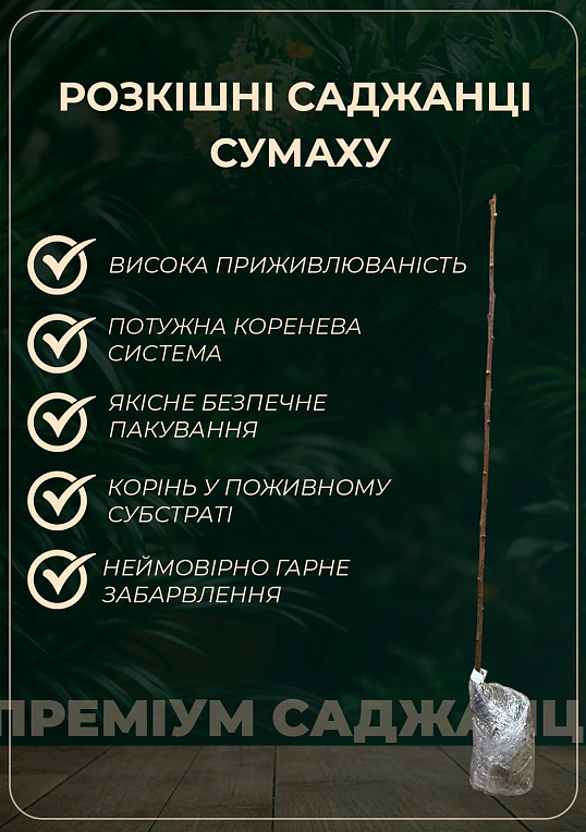 Сумах Віргінський (Оцтове дерево) - фото 5
