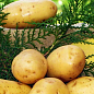 Семенной ранний картофель "Венета" (на жарку, 1 репродукция) 3кг NEW