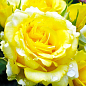 Роза флорибунда "Golden Border" (саженец класса АА+) высший сорт