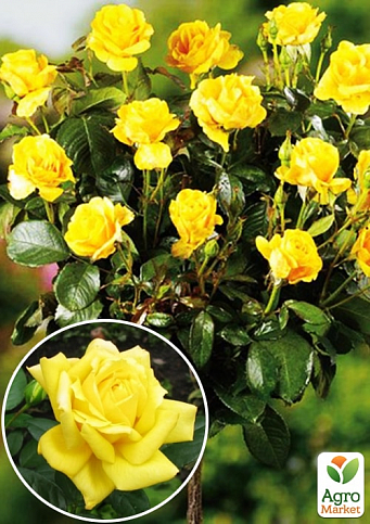 Троянда штамбова "Фрезія" (саджанець класу АА +) вищий сорт