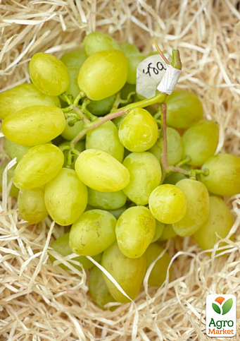 Виноград "Буба" (надвеликий виноград із солодкою, хрусткою ягодою) - фото 2