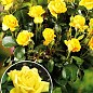 Троянда штамбова "Фрезія" (саджанець класу АА +) вищий сорт