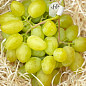 Виноград "Буба" (сверхкрупный виноград со сладкой, хрустящей ягодой) купить