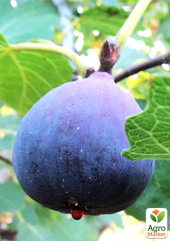 Інжир "Сухумський фіолетовий" саджанець 2 роки (ремонтантний, великоплідний сорт, середній термін дозрівання) - фото 6