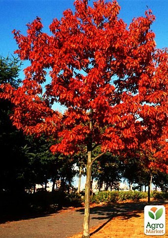 Дуб яскраво-червоний "Quercus rubra" (стійкий до шкідників і хвороб) - фото 6