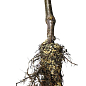 Дерево-сад укорененный в контейнере Яблоня "Голден Рейнджерс+Фуджи Фубракс+Джеромин" саженец 2 года купить