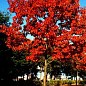 Дуб яскраво-червоний "Quercus rubra" (стійкий до шкідників і хвороб)