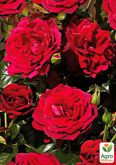 Ексклюзив! Троянда англійська яскраво-червона "Вогонь Прометея" (Prometheus fire) (саджанець класу АА +, преміальний болезнеустойчивость сорт)2