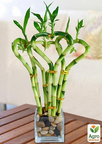Бамбук кімнатний "Lucky Bamboo" (Dracaena Sanderiana) - фото 2