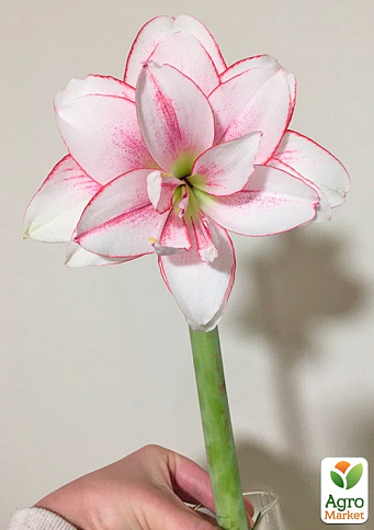 Гиппеаструм махровый "Elvas" (Амариллис)  - фото 4