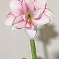 Гиппеаструм махровый "Elvas" (Амариллис) 