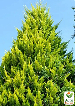 Кипарисовик Лавсона "Alumi Gold" С2, висота 25-35см24