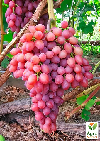 Бессемянный сорт винограда "Кишмиш Таировский" - фото 2