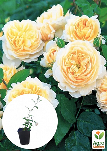 Троянда в контейнері англійська "Crocus Rose" (саджанець класу АА+)
